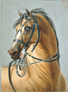 Bridle for Artillery Horses