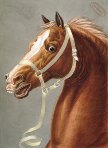 Parade Halter for Cavalry