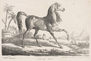 Suite de Chevaux: Cheval Arabe