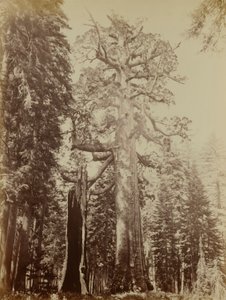 Grizzly Giant, Mariposa Grove by Carleton E. Watkins