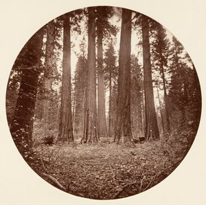 James King of William, Keyston State etc. Calaveras Grove, ca. 1878 by Carleton Emmons Watkins