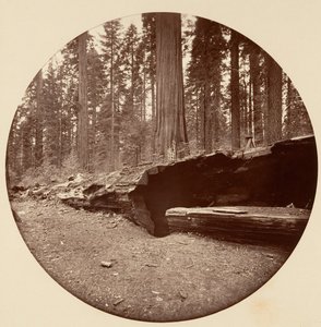 Mammoth Three Grove Hotel, Calaveras Co., Cal. by Carleton Emmons Watkins
