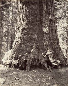 Section of the Grizzly Giant, 101 feet circumference by Carleton Emmons Watkins