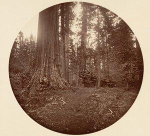 The Father of the Forest - C. Grove by Carleton Emmons Watkins