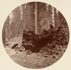 The Father of the Forest by Carleton Emmons Watkins
