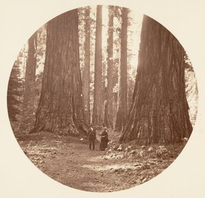 The Three Graces Seen Through the Bryant and Seward Calaveras Grove