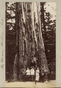 Big Trees near Monterey, California by Carleton Watkins