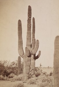 Cactus by Carleton Watkins