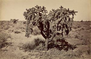 Cactus, Arizona Desert by Carleton Watkins