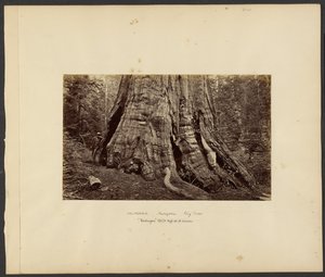 California - Mariposa Big Trees, "Washington" 270 ft. High, 92 ft. Circumference by Carleton Watkins