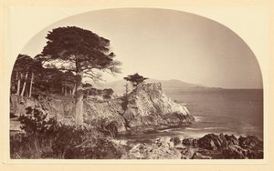 Cypress Point from Cypress Drive, Monterey California by Carleton Watkins