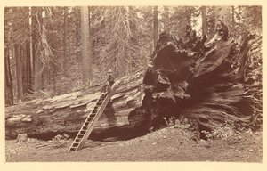 Father of the Forest Calaveras Grove by Carleton Watkins
