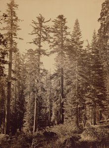 Forest Scene / Sugar Pines by Carleton Watkins