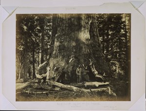 Part of the Trunk of the "Grizzly Giant" with Clark - Mariposa Grove - 33 Feet Diameter by Carleton Watkins