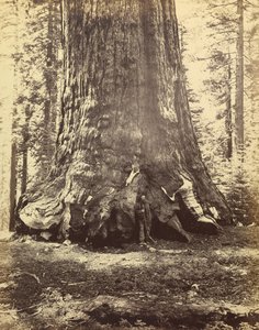 Section of the Grizzly Giant by Carleton Watkins