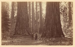 The Three Graces Calaveras Grove by Carleton Watkins