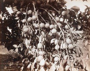 Untitled [fruit on tree] by Carleton Watkins