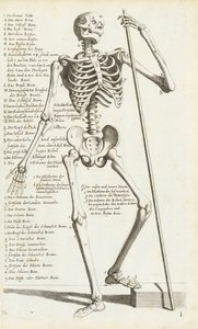 Anatomical Study of the Human Skeleton by Carlo Cesi by Carlo Cesi
