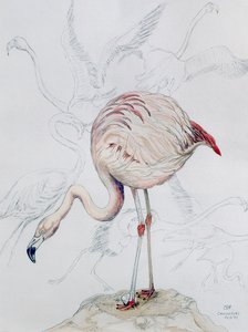 Flamingo