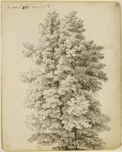 Group of Trees by Caspar David Friedrich