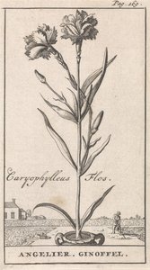 Title Page and Eight Prints with Flowers by Caspar Luyken
