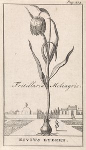 Title Page and Eight Prints with Flowers