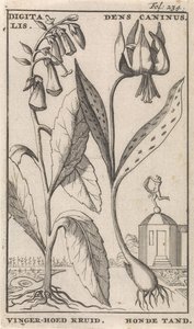 Title Page and Eight Prints with Flowers by Caspar Luyken