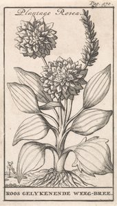 Title Page and Eight Prints with Flowers by Caspar Luyken