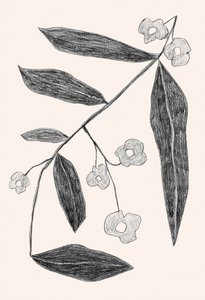 Botanical Branch Drawing by Catalina Somolinos