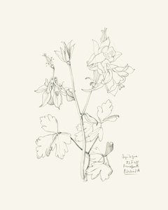 Botanical Columbine Drawing
