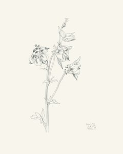 Columbine Flower Sketch