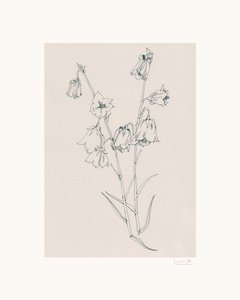 Delicate Bellflowers Drawing