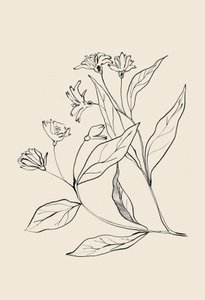 Delicate Botanical Drawing by Catalina Somolinos