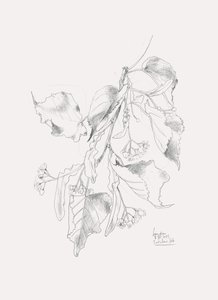 Delicate Linden Sketch