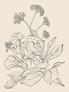 Elegant Botanical Drawing by Catalina Somolinos