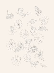 Elegant Flower Drawings