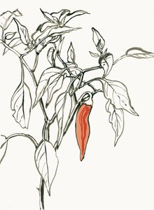 Vibrant Chili Drawing by Catalina Somolinos