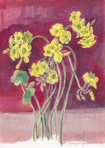 Vibrant Yellow Oxalis by Catalina Somolinos
