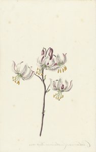 Branch with Four White Lilies