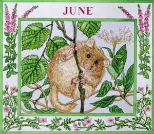 June by Catherine Bradbury