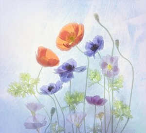 Colorful Ethereal Blooms