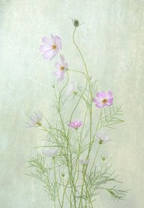 Delicate Cosmos Blooms