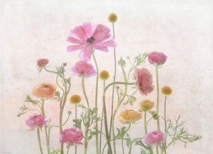 Soft Pink Ranunculus by Catherine Wang