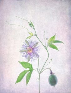 Vibrant Passion Flower by Catherine Wang