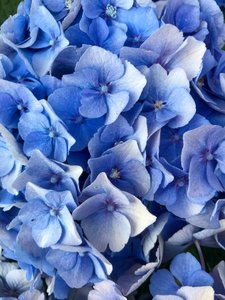 Composition - Flowers