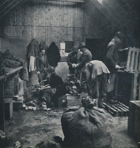 Vegetables for Market