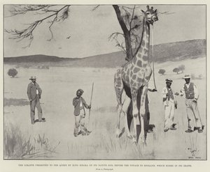 The Giraffe Presented to the Queen by King Khama on its Native Soil Before the Voyage to England, Which Ended in its Death by Cecil Charles Windsor Aldin