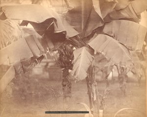 Banana Tree, Horticultural Hall, Centennial Exhibition, Philadelphia