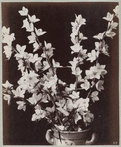 Flower Study with Cologne Pot
