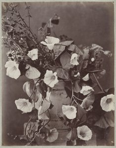 Flower Study with Cologne Pot